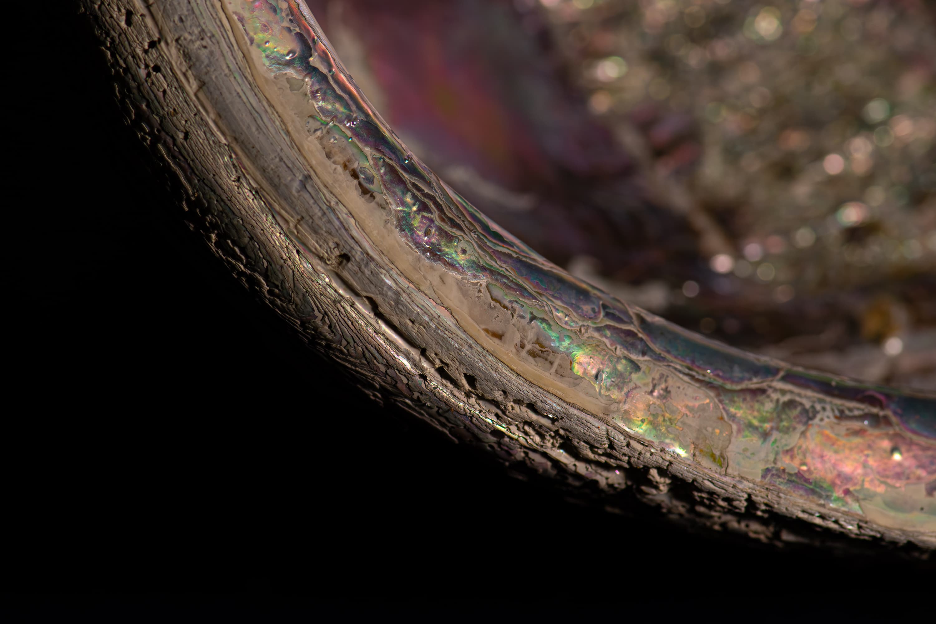 /Art/Photography/Abalone.jpg